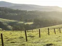 pasture