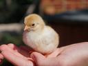 Person holding a chick