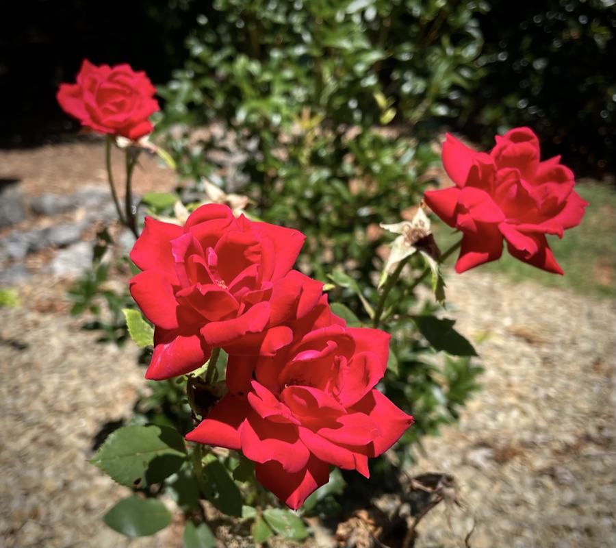 Cluster of red roses in sunlight on a garden gravel bed