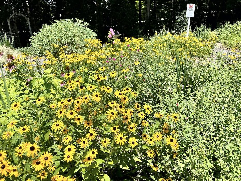 Dense bed of yellow black-eyed Susans and mixed greenery with a small sign in background