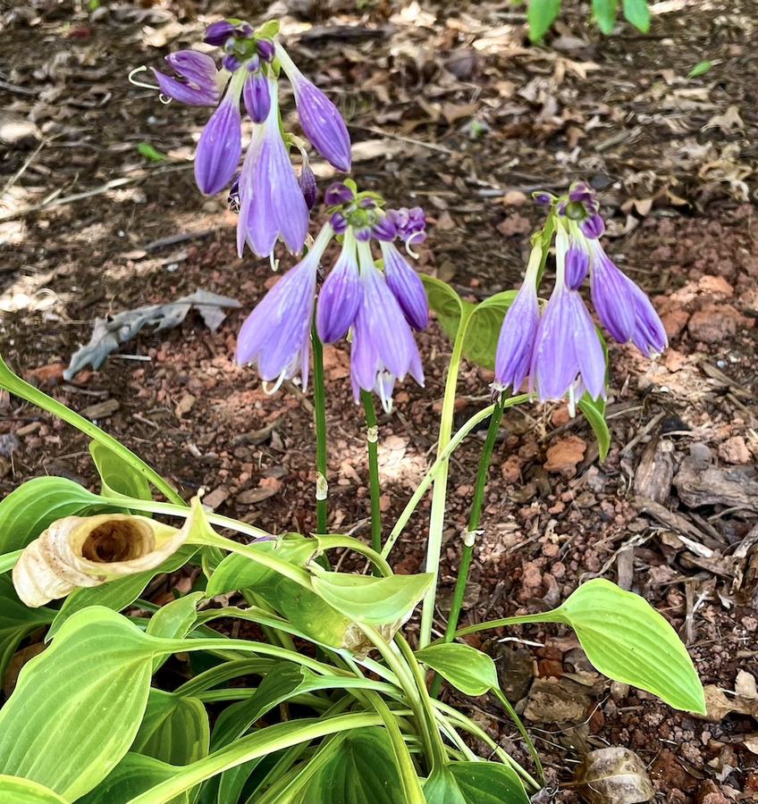 Purple hosta flowers drooping on stalks above green leaves and bare soil