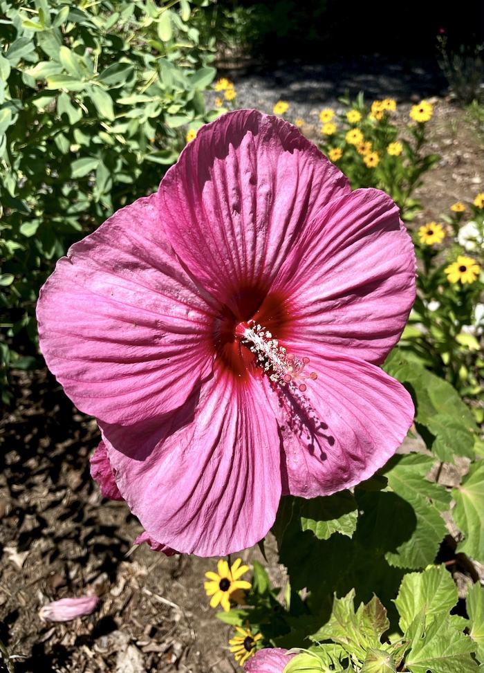 Pink hibiscus flower with protruding stamen in garden, yellow daisies in background