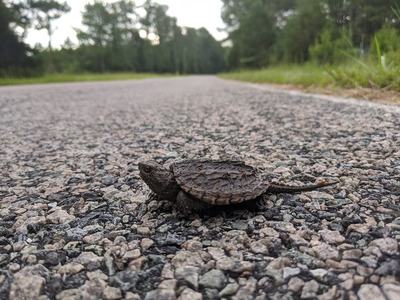 Young snapping turtle crossing the road. 