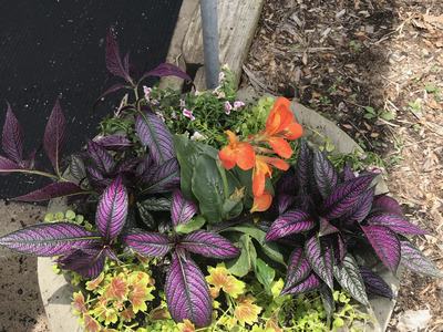 Container garden design follows the "spiller, filler, and thriller" technique