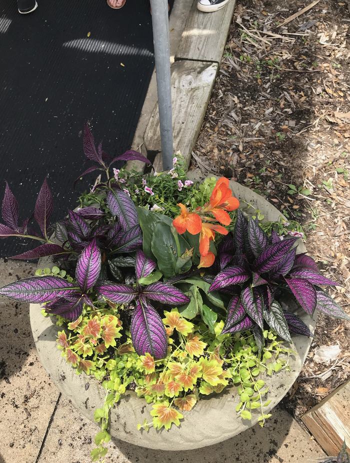 Container garden design follows the "spiller, filler, and thriller" technique