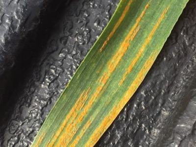Grass blade with parallel orange-yellow streaks (rust lesions) on a dark textured background