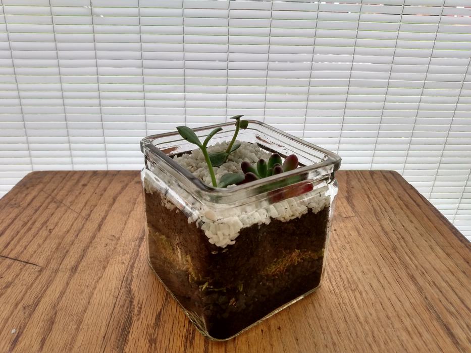 terrarium