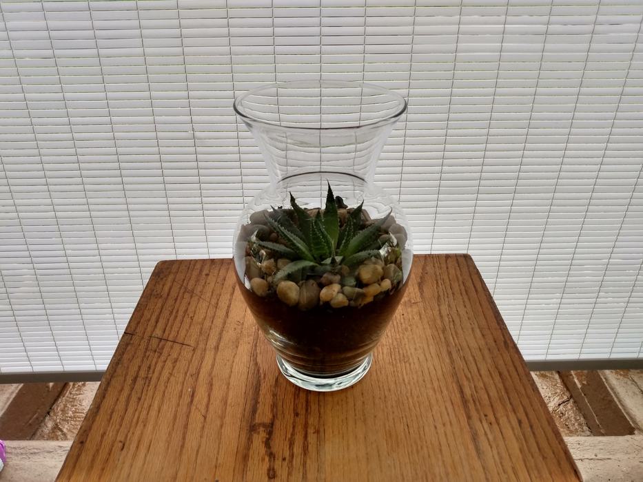 terrarium