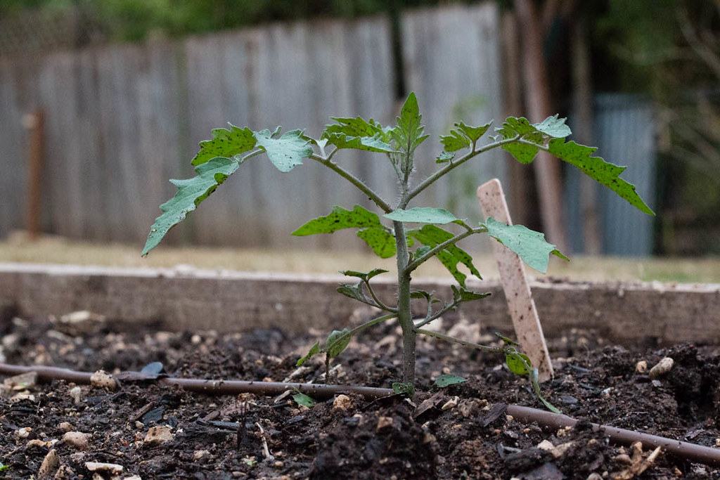 Young tomato seedling in raised garden bed with drip irrigation tubing