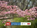 pink dogwood tree