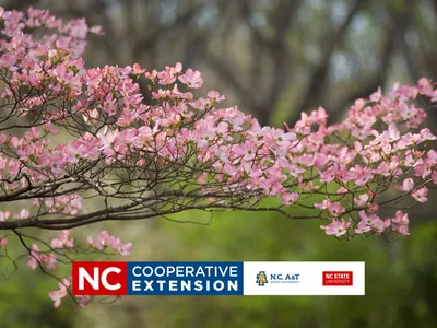 pink dogwood tree