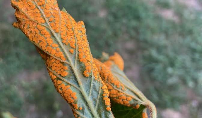 Orange Rust Raspberry BOLO for Orange Rust! - Blackberry and Raspberry Information Portal ...