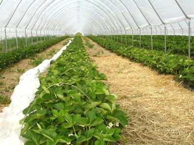 Greenhouse tunnel with multiple rows of strawberry plants on straw beds