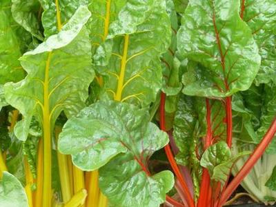 Swiss Chard by Kathleen Moore