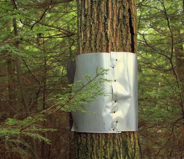 Squirrel prevention