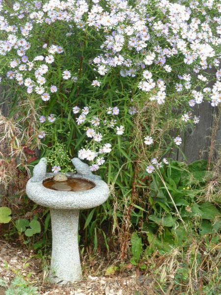 Birdbath