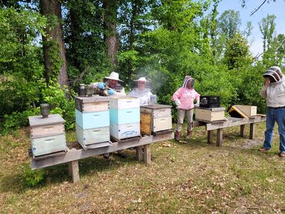 A group of beekeepers apply smoke to a beehive.