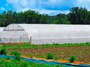 plants and high tunnel growing structure
