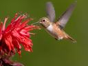 hummingbird on wildflower
