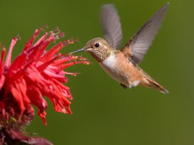hummingbird on wildflower