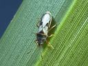 Southern Chinch Bug, David Shetlar, The Ohio State University, Bugwood.org
