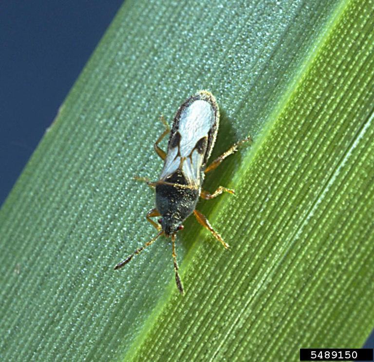 Southern Chinch Bug, David Shetlar, The Ohio State University, Bugwood.org