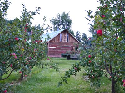 Apple trees with red fruit framing a wooden barn in a grassy orchard