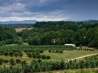 Mountain Horticultural Crops Research Station apple orchard