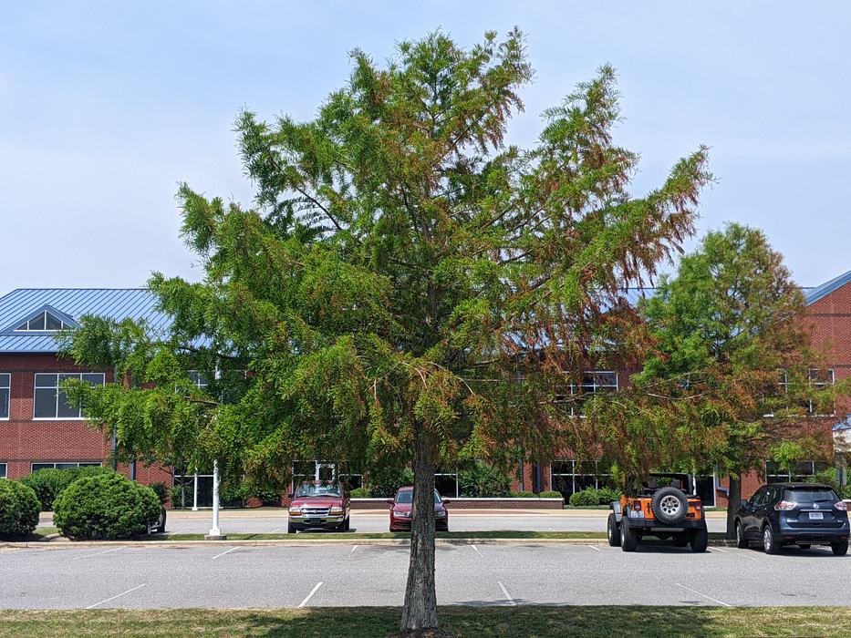 salt spray damage on tree