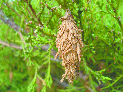 Bagworm case (insect cocoon) hanging from a green shrub branch