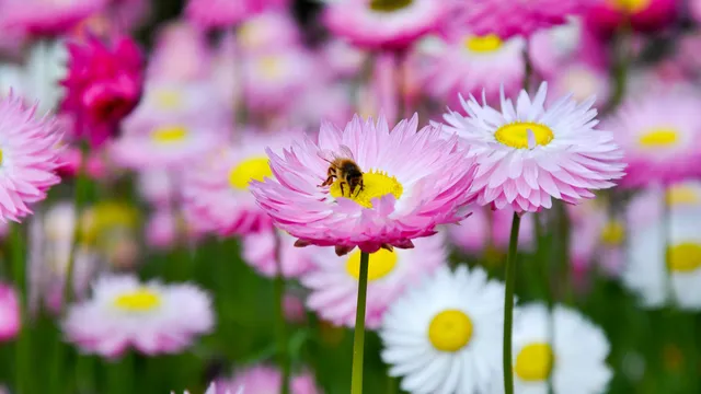 bee on a flower