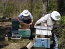 NC State extension honey bee health world bee day