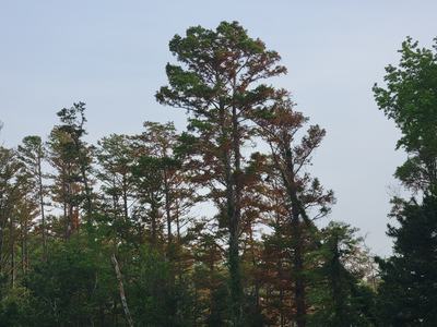 salt damage on tree