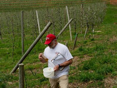 Person checking ambrosia beetle trap