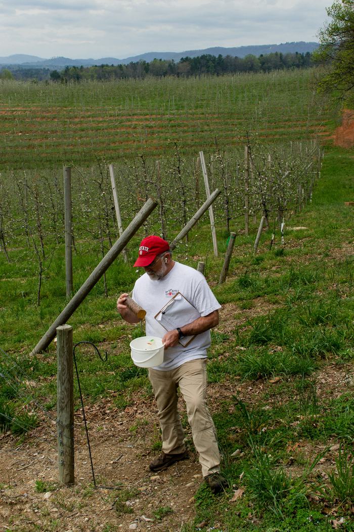 Person checking ambrosia beetle trap