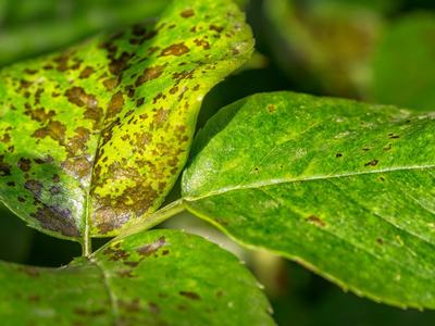 fungal disease on plant