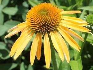 Coneflower