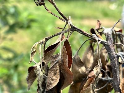 Blossom Blight on Gala