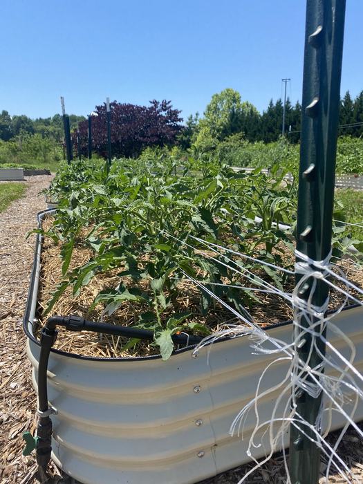 The Basket Weave or Florida Weave is a common way to stake field tomatoes. Staking is important to reduce fruit rots, sunscald, and foliar diseases.
