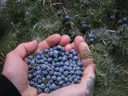 Blueberries Near Me