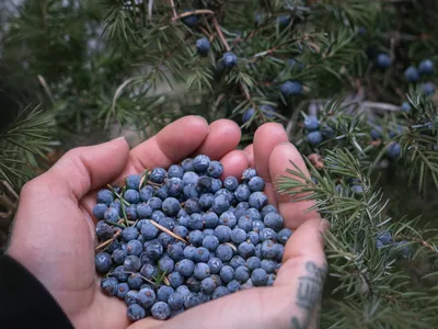 Blueberries Near Me