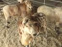 Rams standing in a pen.