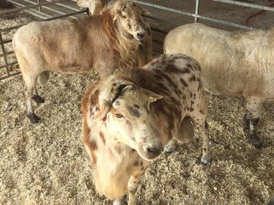 Rams standing in a pen.