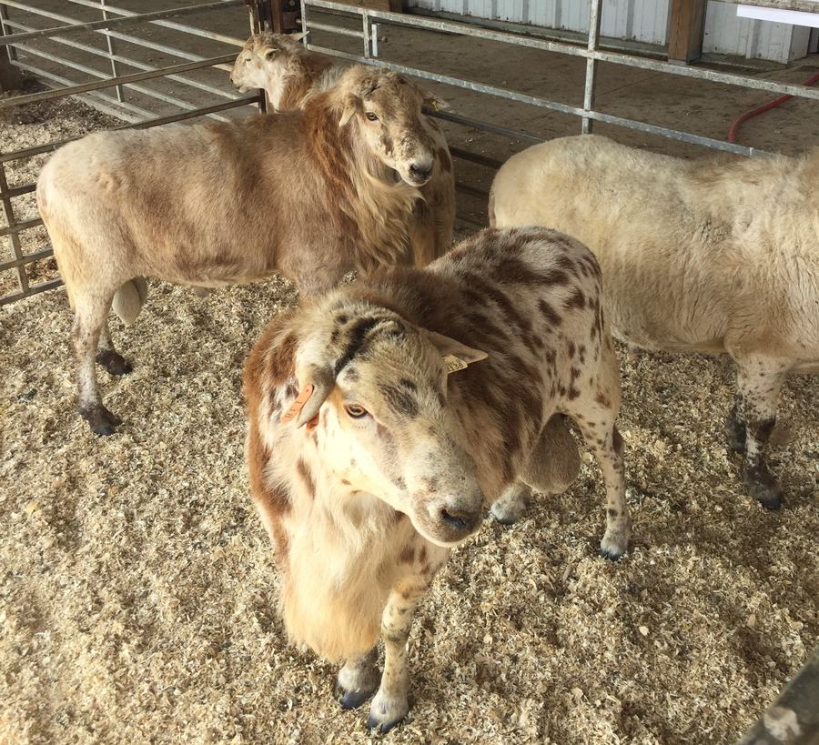 Rams standing in a pen.