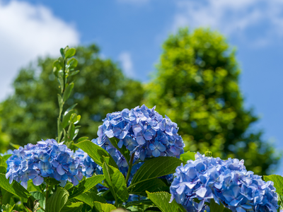 Planting, Shrubs, Flowers, Hydrangea, Spots on my Hydrangea, What is Wrong with my Hydrangea, Why are there spots on my Hydrangea, Why are is my Hydrangea Dying,