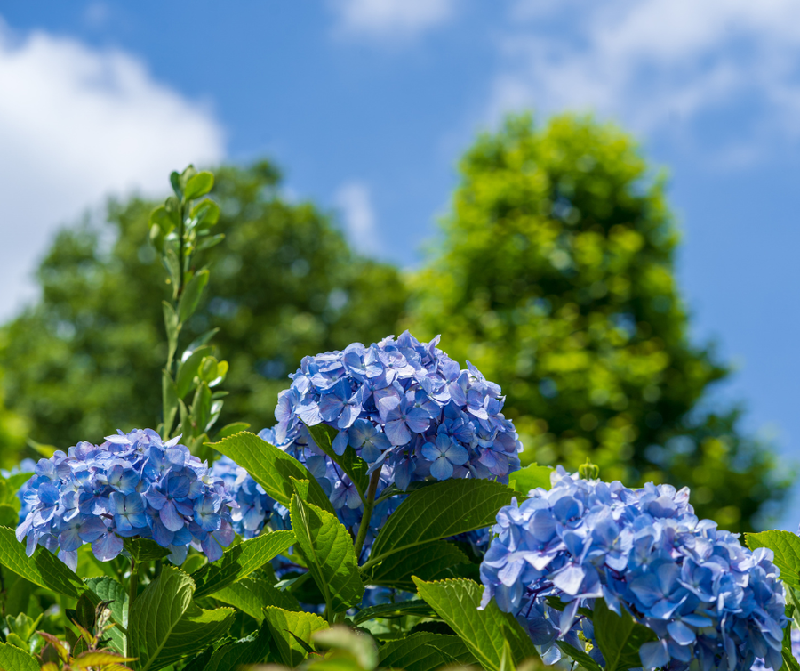 Planting, Shrubs, Flowers, Hydrangea, Spots on my Hydrangea, What is Wrong with my Hydrangea, Why are there spots on my Hydrangea, Why are is my Hydrangea Dying, 