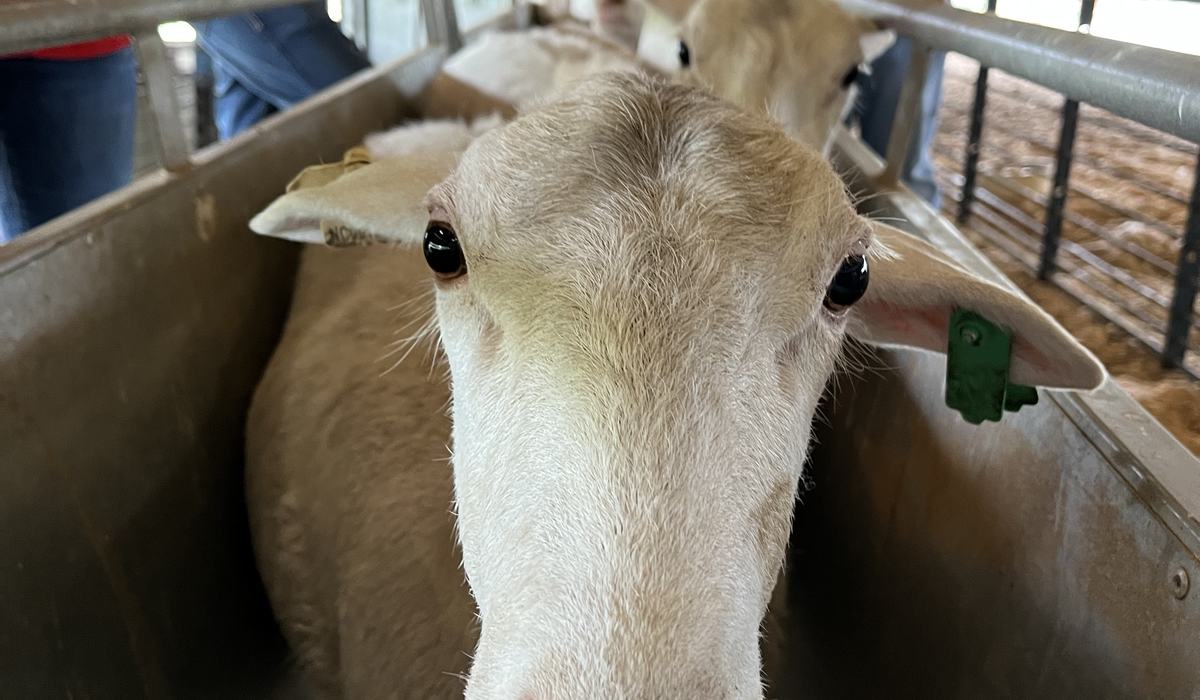 Sag Ruminants Small Ruminant Herd Health Workshop - Chatham County Center | N.C ...