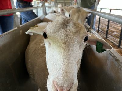 Sheep facing camera in a metal handling chute inside a barn with people nearby
