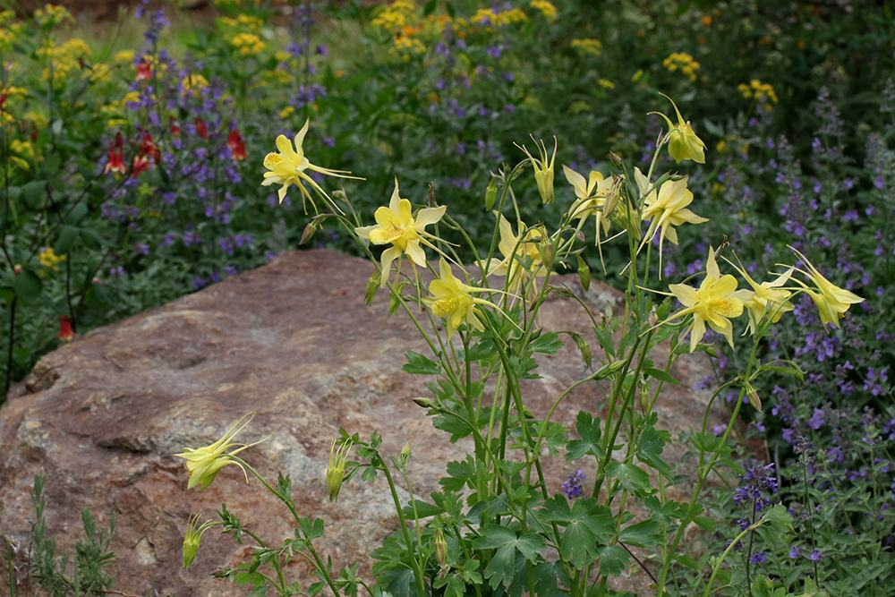 Golden columbine.