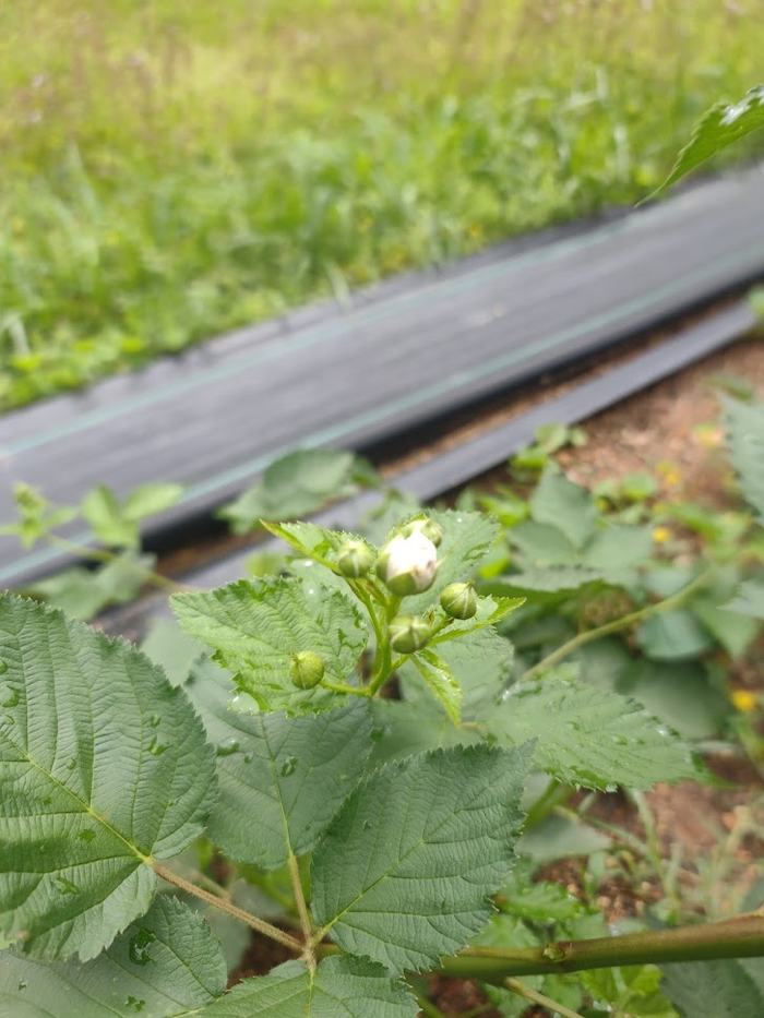 A flower bud on a blackberry bush.